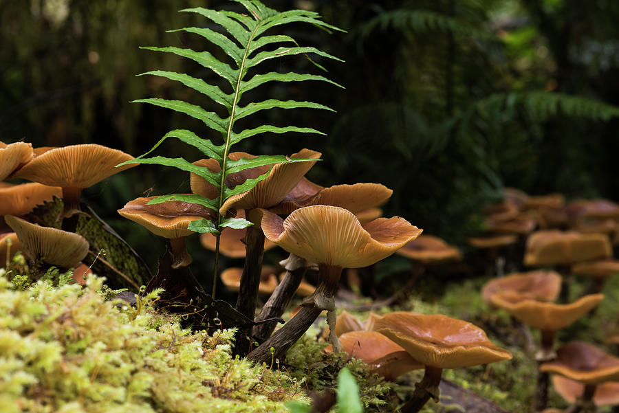 Mushroom Season Photograph by Robert Potts