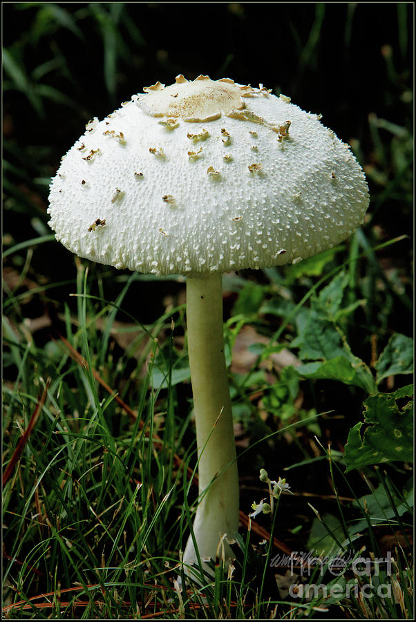 Mushroom standing alone Photograph by Michael Wilson - Fine Art America