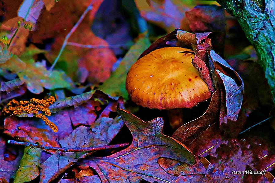 Mushroom Photograph by Steve Warnstaff