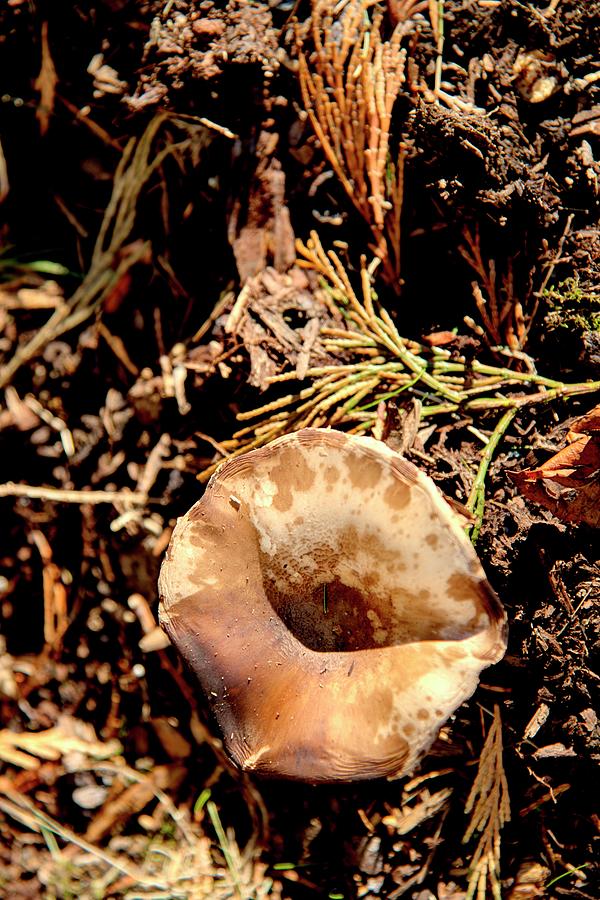 Mushroom Still Life 2 Photograph by Jerry Sodorff