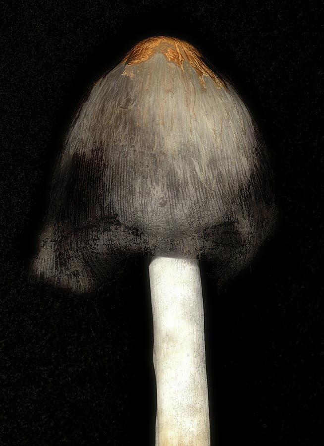 Mushroom Study #2 Digital Art by Richard Ortolano