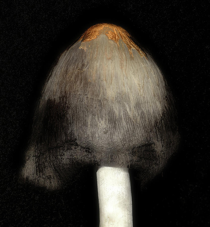 Mushroom Study #3 Digital Art by Richard Ortolano