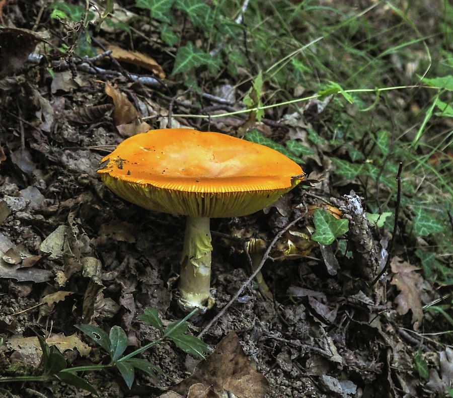 Mushroom,four Photograph by Eleni Kouri