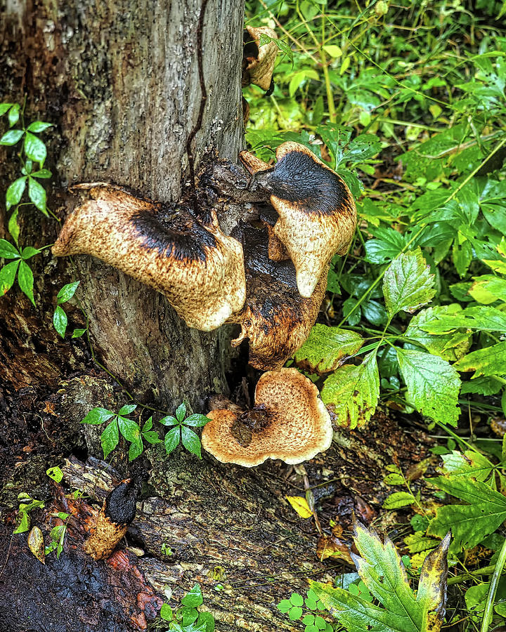 Mushroom Tree Photograph by Scott Olsen