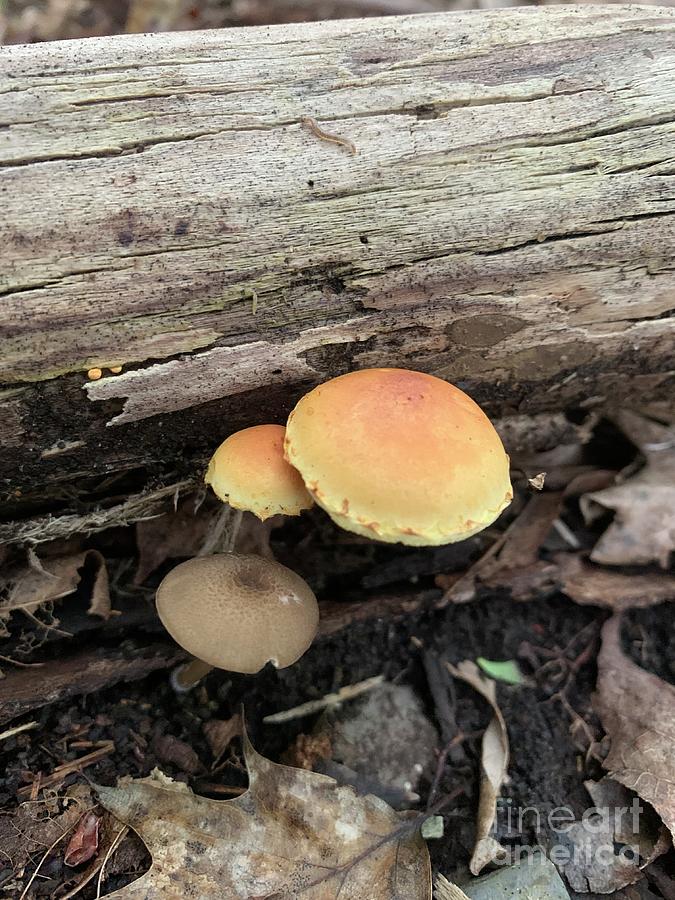 Mushroom Trio Photograph