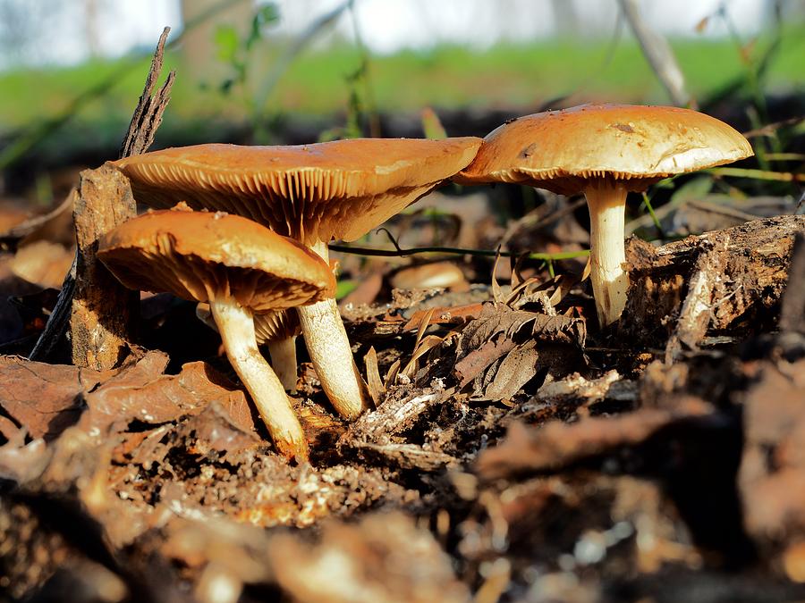 Mushroom Trio Photograph by Richard Thomas