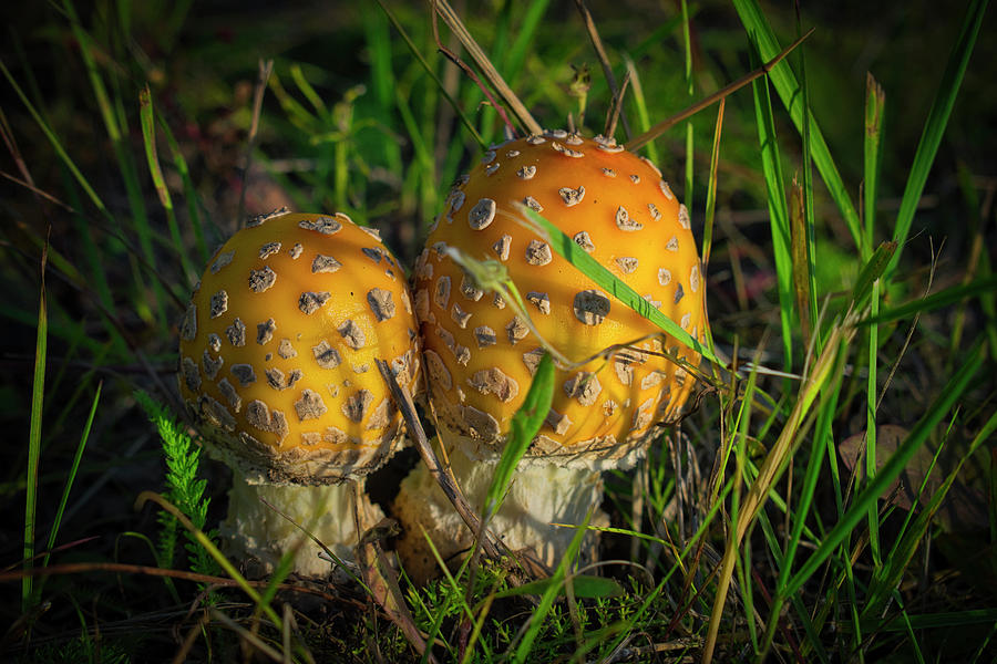 Mushroom Twins Photograph by Cathy Mahnke