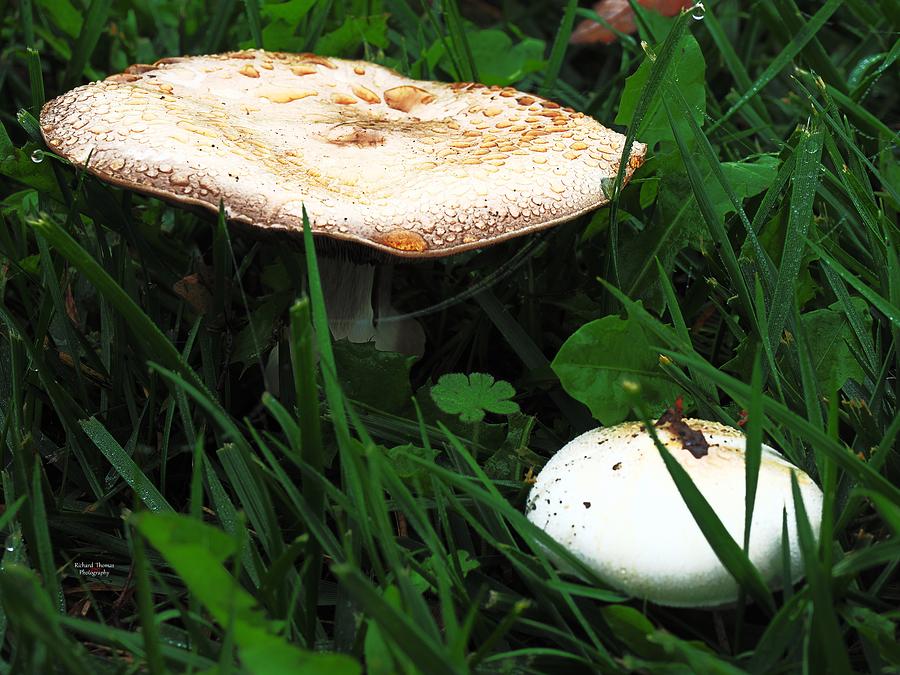 Mushroom Variety  Photograph by Richard Thomas
