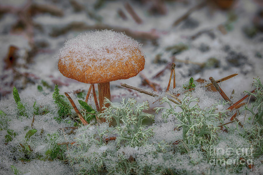 Mushroom Photograph