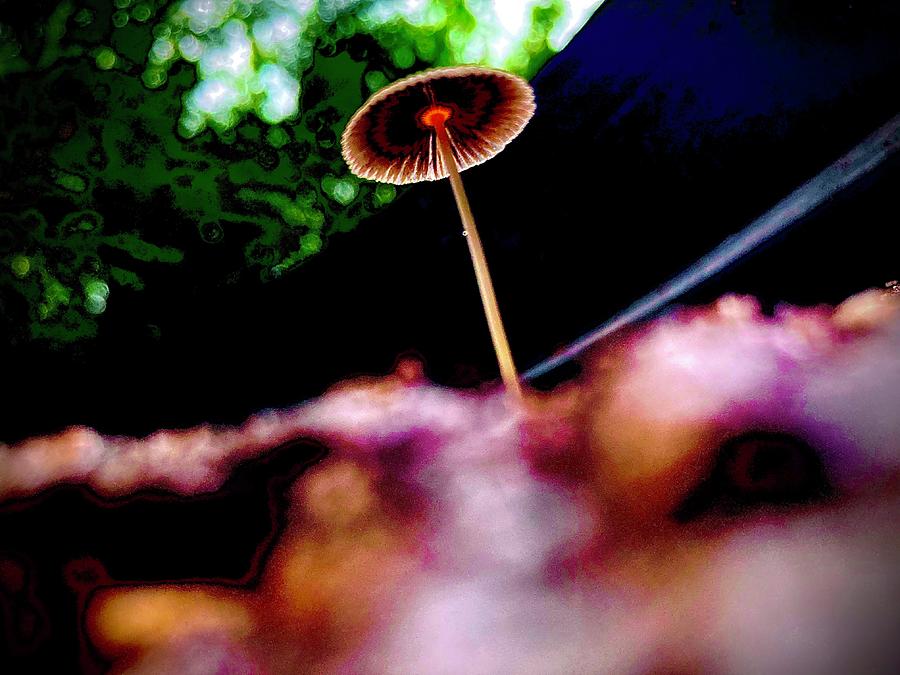 Mushroom Weed Symbiosis Photograph by Toni Hopper