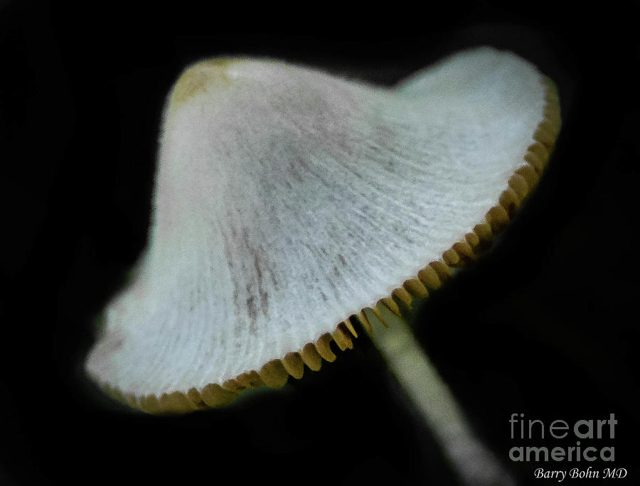 Mushroom wheel Photograph by Barry Bohn