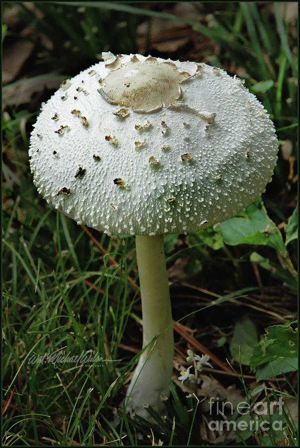 Mushroom With A Crown Photograph By Michael Wilson - Fine Art America