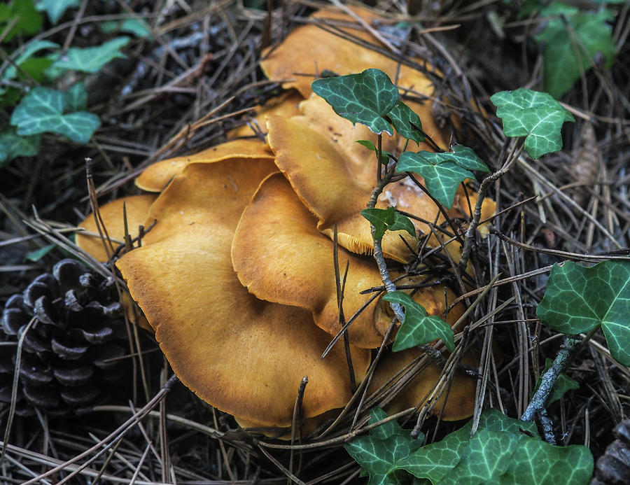 Mushroom,five Photograph by Eleni Kouri