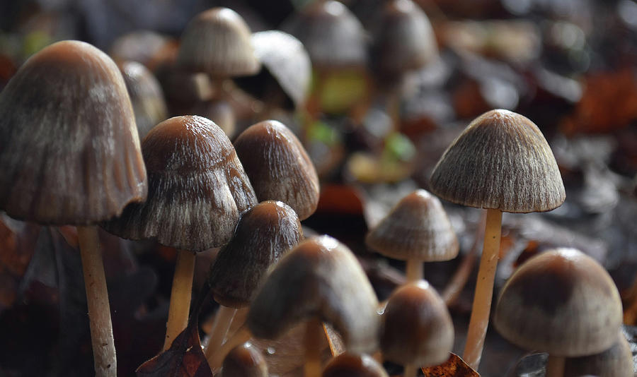 Mushrooms After Rain Photograph by D Patrick Miller