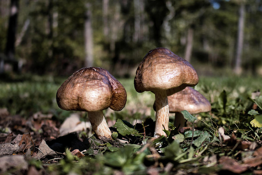Mushrooms Photograph by American Landscapes