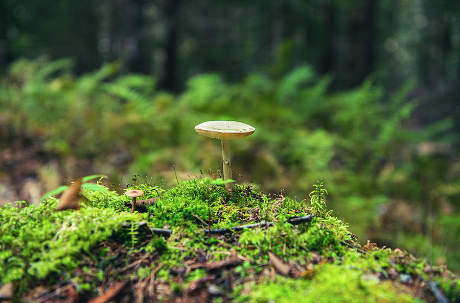Mushrooms and Moss Photograph by Rose Guinther