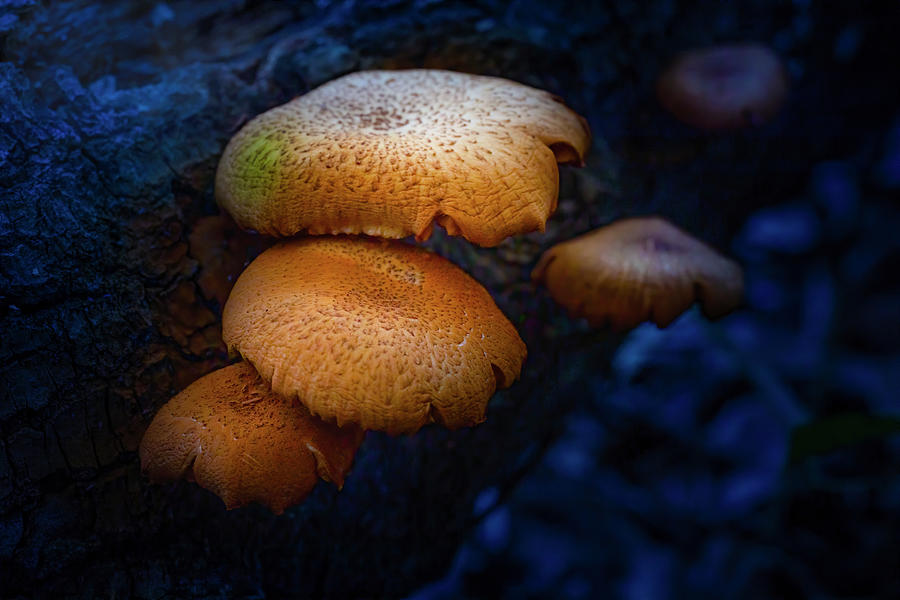 Mushrooms at Twilight Photograph by Mark Andrew Thomas