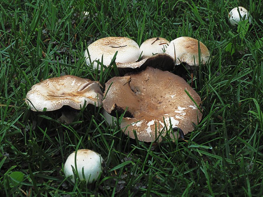 Mushrooms Big and Small Photograph by Richard Thomas