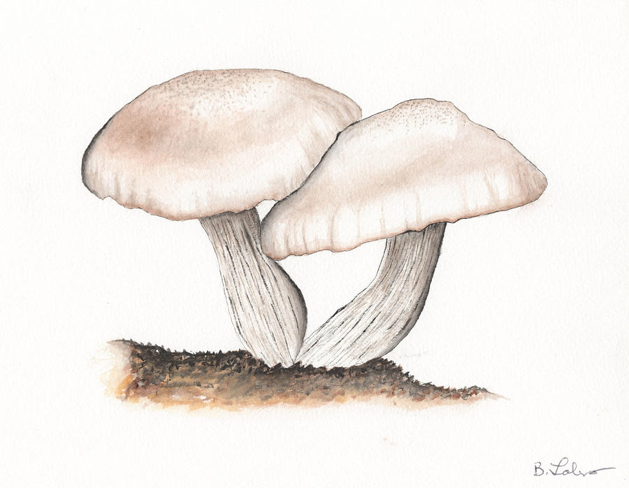 Mushrooms Painting by Bob Labno