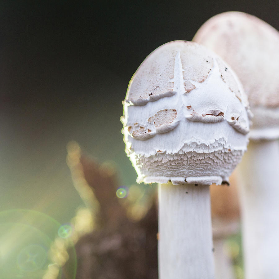 Mushrooms Photograph by David Beechum