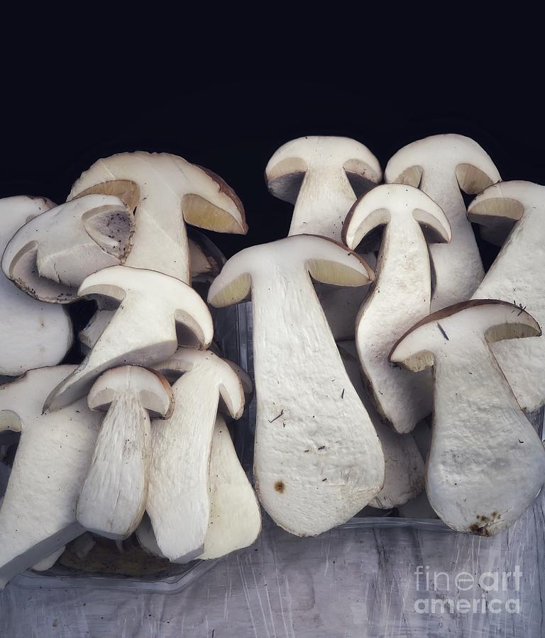 Mushrooms Photograph by Diana Rajala