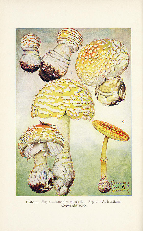 Mushrooms, Edible, Poisonous, Etc. Painting by F R Rathburn