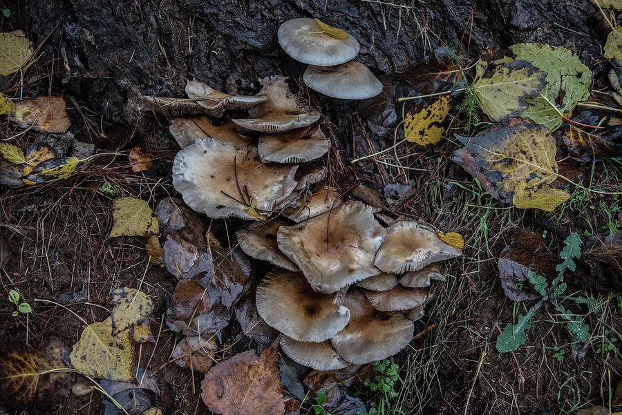 Mushrooms Photograph by Eleni Kouri