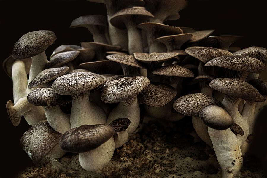 Mushrooms Photograph by Frank Wilson