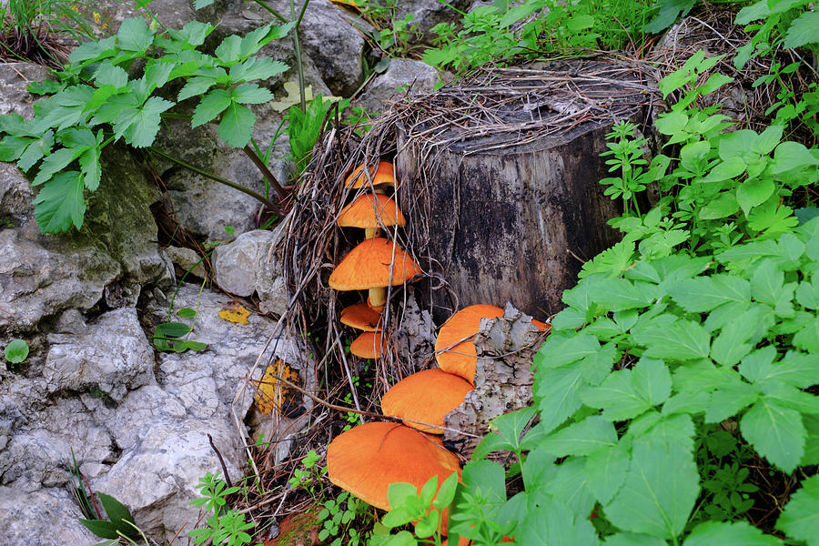 Mushrooms Photograph by Gary Browne