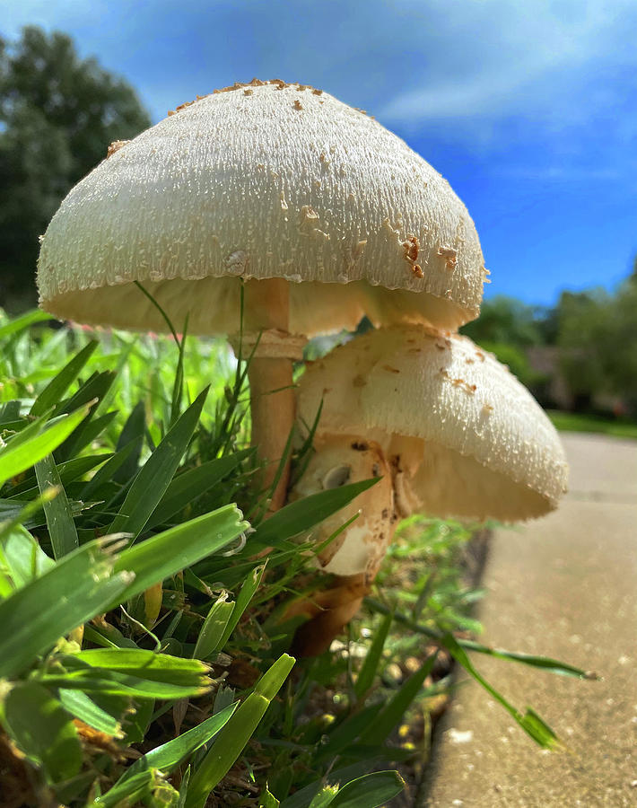 Mushrooms Photograph by Gary Greer