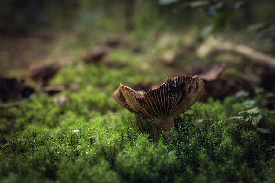 Mushrooms Photograph by Gavin Lewis