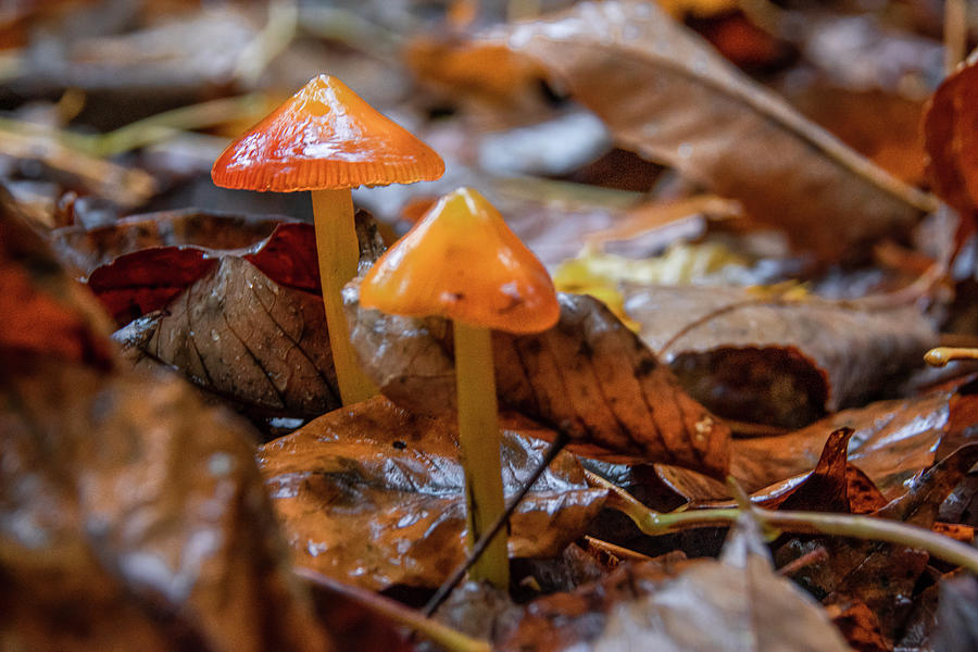 Mushrooms Grow On An Autumn-coloured Forest Floor Photograph