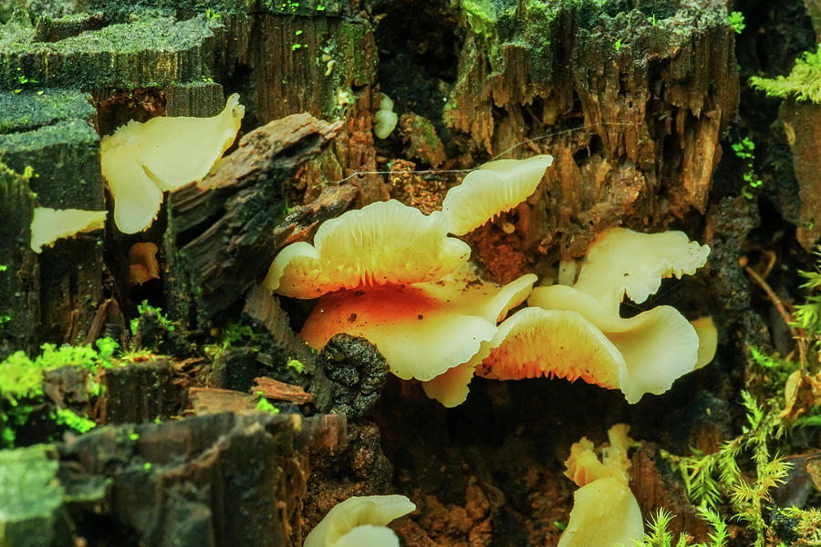 Mushrooms Growing From, A Rotten Stump Photograph