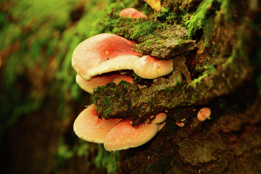 Mushrooms Growing Out of Rocks Photograph by Raymond Salani III