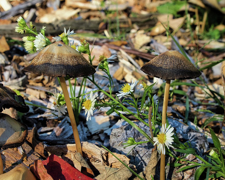 Mushrooms II Photograph by Scott Olsen
