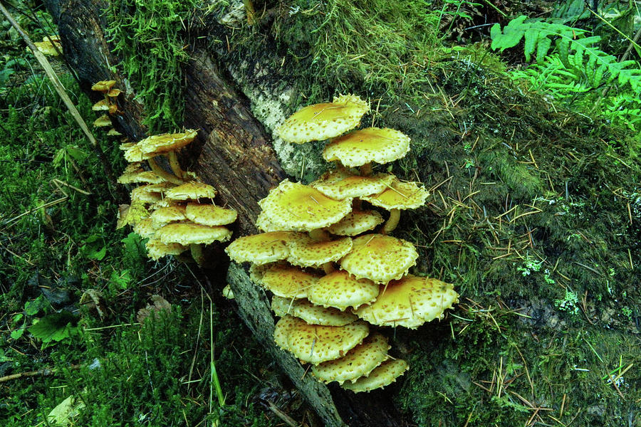 Mushrooms In A Cluster Photograph