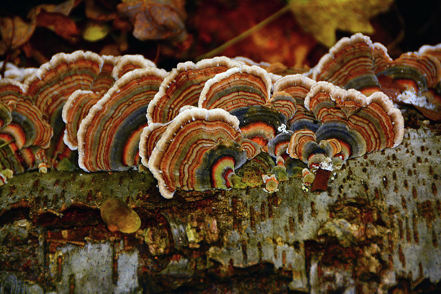 Mushrooms in Massachusetts on Aspen Photograph by Raymond Salani III
