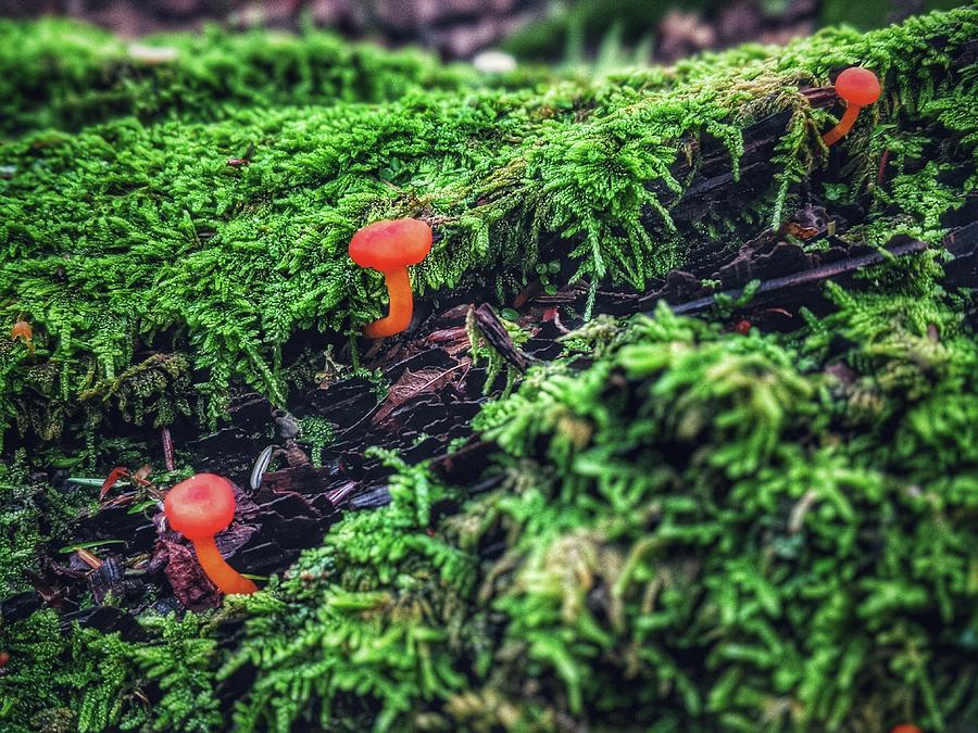 Mushrooms in Moss Photograph by Evan Foster