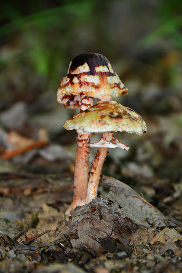Mushrooms in NY Photograph by Raymond Salani III