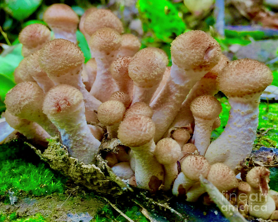Mushrooms in Tennessee Valley Photograph by AnnaJo Vahle