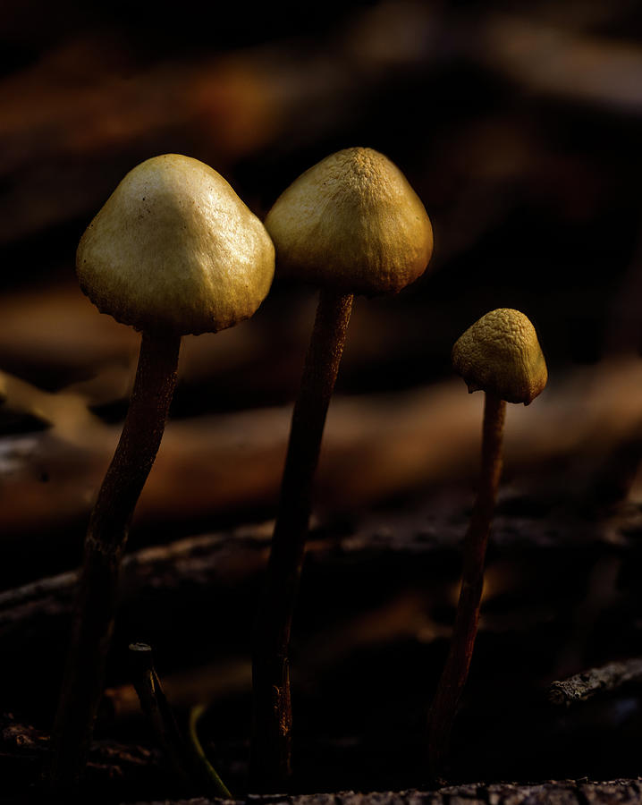 Mushrooms in the Dark Photograph by Jean Noren