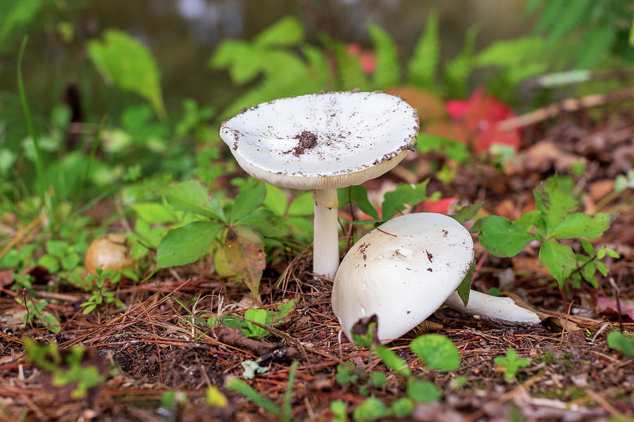 Mushrooms in the Forest Photograph by Amelia Pearn