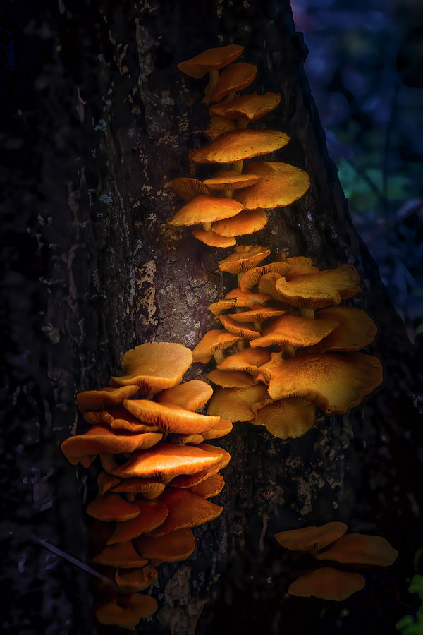 Mushrooms in the Forest Photograph by Mark Andrew Thomas