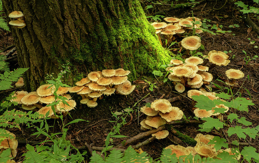 Mushrooms in the Forest Photograph by Sandra Js