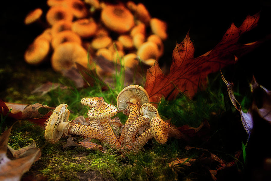 Mushrooms in the forest Photograph by Wolfgang Stocker