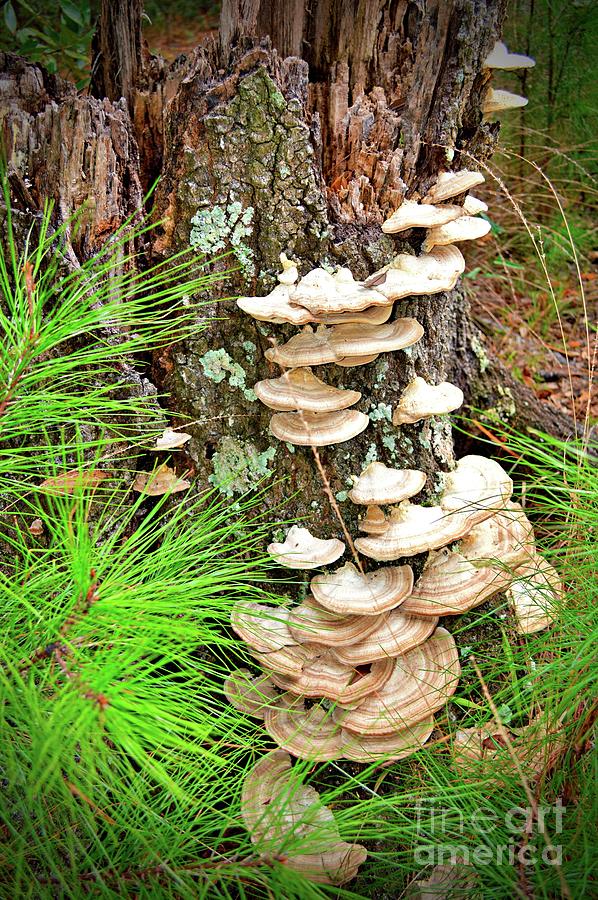 Mushroom Photograph - Mushrooms in the Wild by Linda Covino