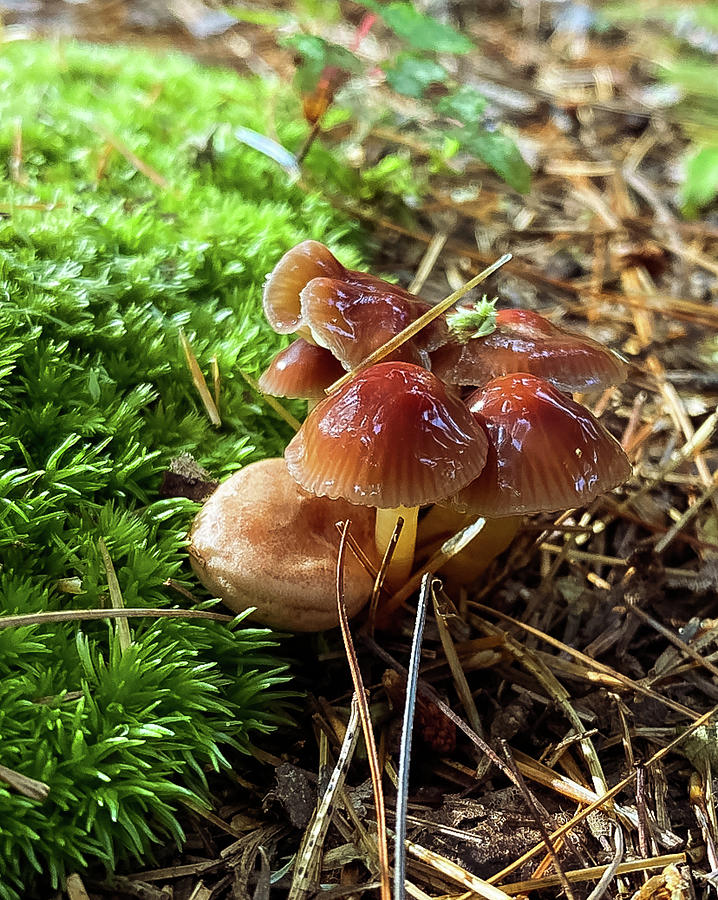 Mushrooms Photograph by Jill Laudenslager