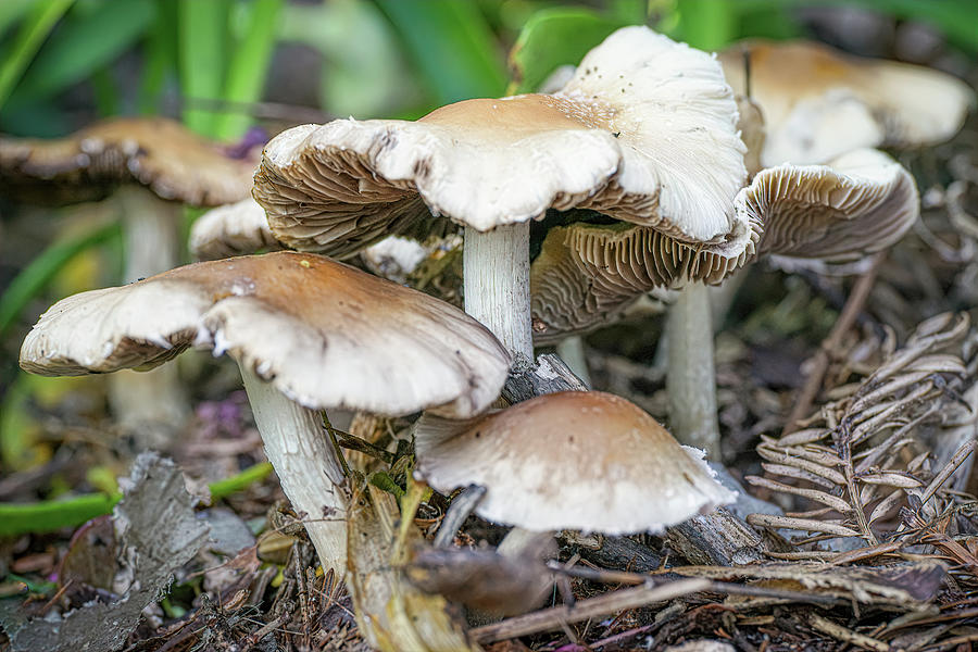 Mushrooms Photograph by Joan Baker