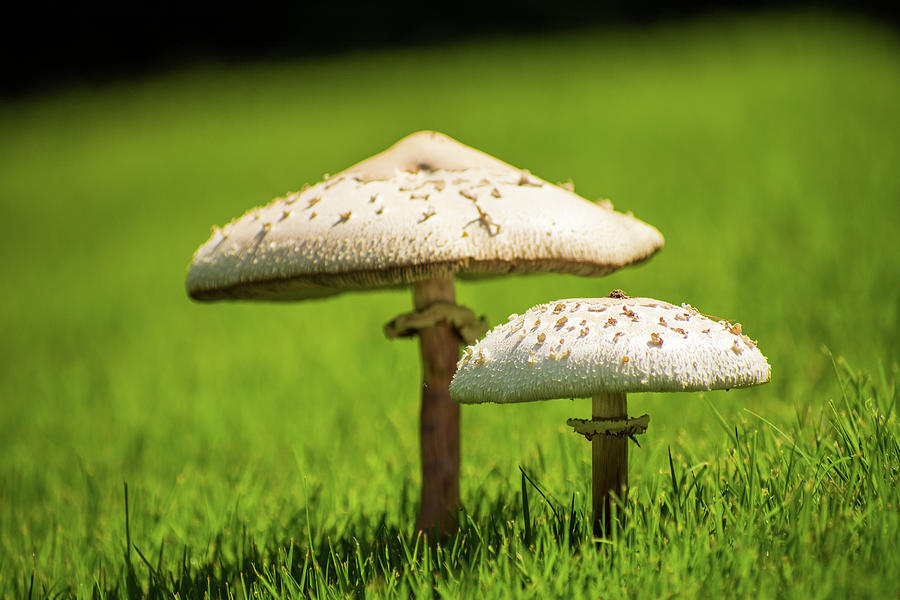 Mushrooms Photograph by Mary Ann Artz