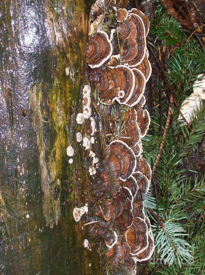 Mushrooms Photograph